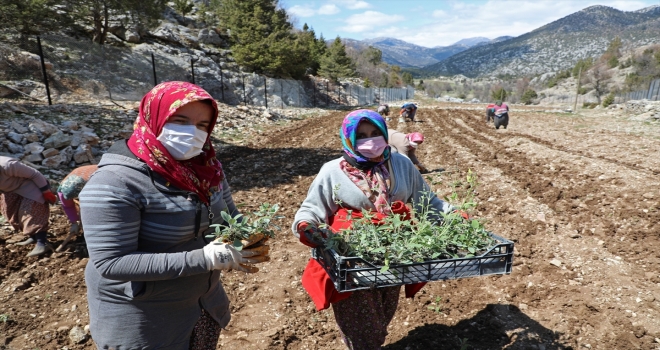 Antalya'da tıbbi aromatik bitkilerin yaygınlaştırılması ve bilinçli tarımla üretilmesi için çalışma yapılıyor