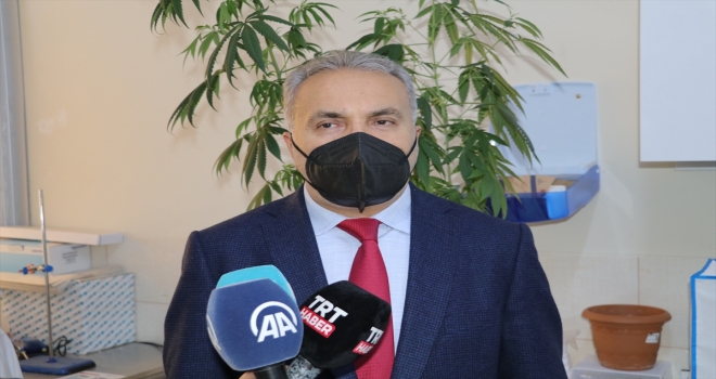 Bozok Üniversitesi sektörlerin ihtiyacına göre laboratuvarda kenevir üretebilecek