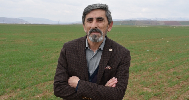 Buğday ekim alanı yüzde 30 artan Sivas'ta bahar yağışları çiftçiye can suyu oldu