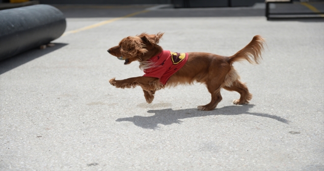 Eskişehir'de İl Emniyet Müdürlüğü Çevik Kuvvet Şube Müdürlüğü Köpek Eğitim Merkezi’nce gösteri düzenlendi