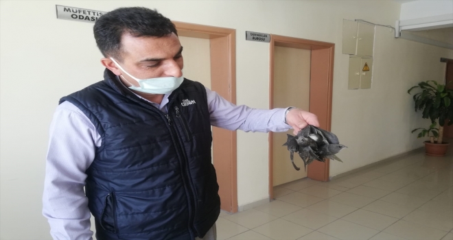 Halkapınar'da girdikleri Hükümet Konağı'nda mahsur kalan kuşları çalışanlar kurtardı