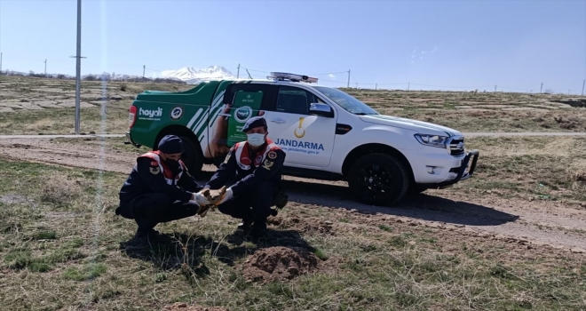 Kayseri'de jandarma tarafından bulunan yaralı kızıl şahin tedaviye alındı
