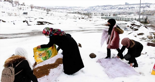 Kayseri ve Suriyeli gençler yaban hayvanları için doğaya yem bıraktı