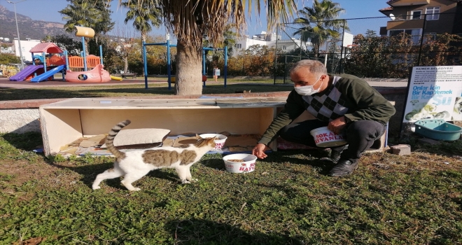 Kemer'de sokak hayvanları kısırlaştırılıyor