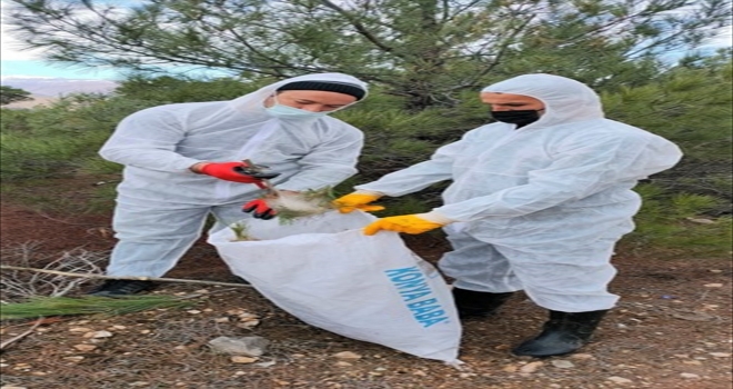 Koyulhisar'da 