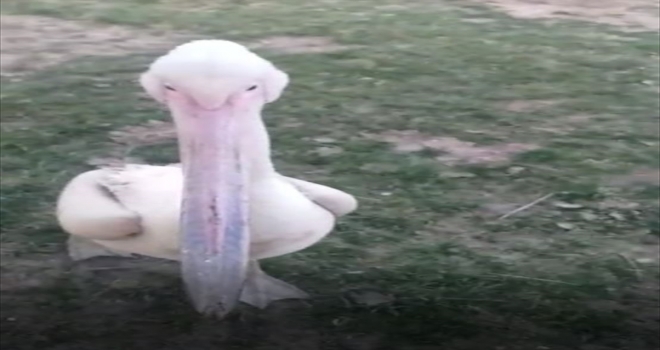 Niğde'de yaralı bulunan pelikan Kayseri'de tedavi altına alındı