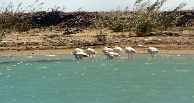 Sıcak bölgelere göç eden flamingolar, Antalya'da mola verdi