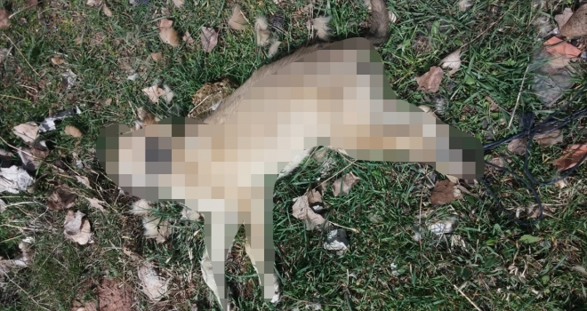 Sivas'ta sokak köpeği arka ayakları bağlı halde ölü bulundu