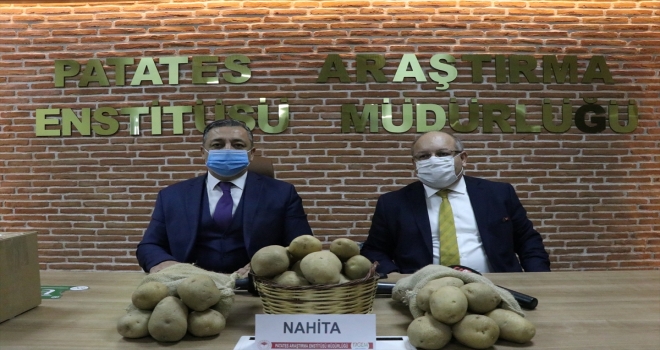 Yerli patates çeşidi 
