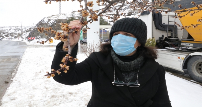Yozgat'ta soğuk hava çiçeklenen meyve ağaçlarını olumsuz etkiledi