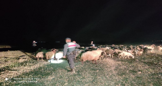Ahırdan kaybolan küçükbaş hayvanları jandarma buldu