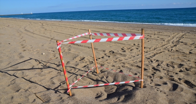 Antalya'da caretta carettalar, yumurta bırakmaya başladı