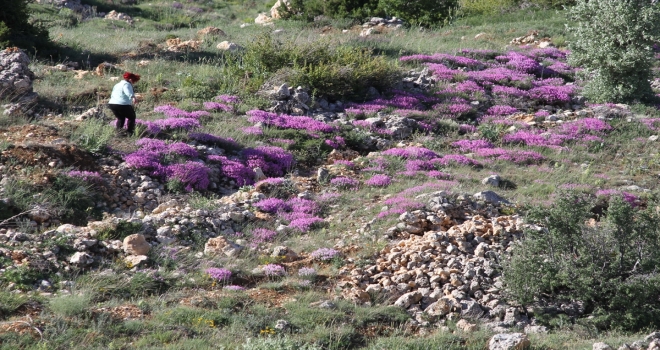 Başyayla'da yetişen kayagülü korunma altına alınmayı bekliyor