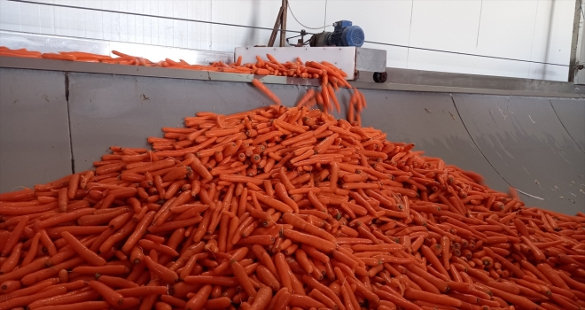 Beypazarı'nda sebze üreticileri 