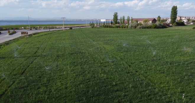Beyşehir'de yağışların azlığından bazı çiftçiler tarlalarını sulamaya başladı