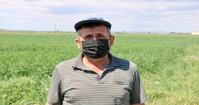 Eskişehirli çiftçiler Cumhurbaşkanı Erdoğan'ın açıkladığı hububat alım fiyatlarını memnuniyetle karşıladı