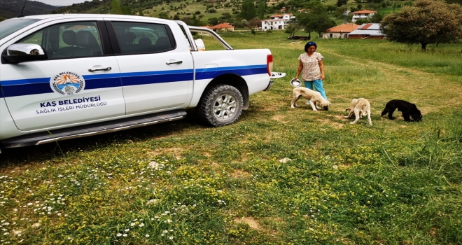 Kaş’ta tam kapanmada sokak hayvanlarına mama desteği