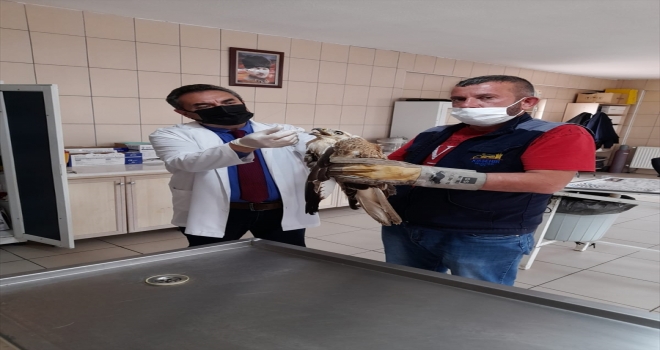 Kırşehir'de bitkin ve hasta bulunan kızıl şahin tedavi altına alındı