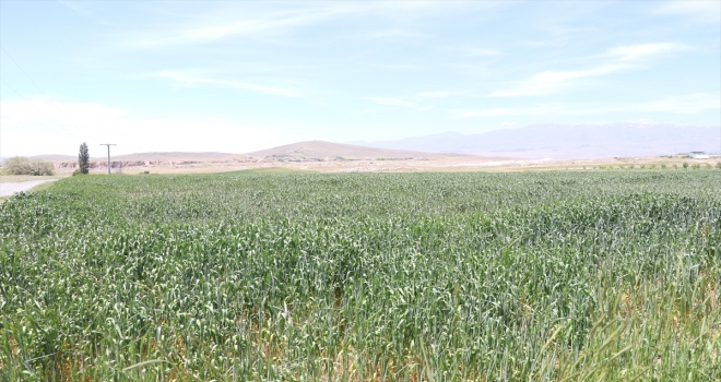 Niğde ve Sivas'ta çiftçiler Cumhurbaşkanı Erdoğan'ın açıkladığı desteklerden memnun