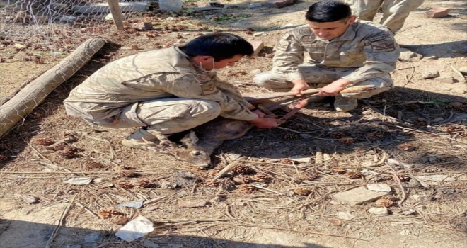 Sivas'ta jandarma ekipleri yolda buldukları yaralı karacayı tedavisinin ardından doğaya bıraktı 