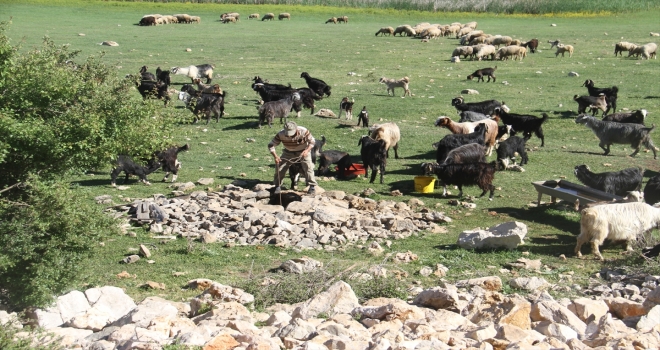 Suların çekildiği Beyşehir Gölü'nde besiciler hayvanların su ihtiyacını kuyulardan karşılıyor