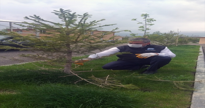 Suşehri hayvan pazarı ve mezbahane çevresinde ağaçlandırma çalışmaları