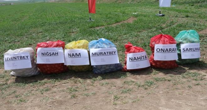 Yozgat'ta yerli patates çeşitlerini yaygınlaştırmak amacıyla deneme ekimi yapıldı