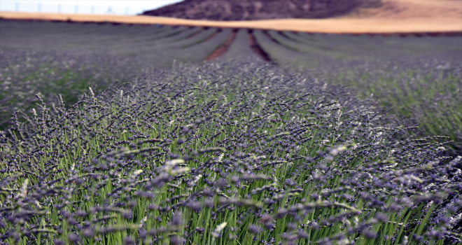 Kırıkkale'de 11 bin dekar alanda tıbbi ve aromatik bitki yetiştiriliyor