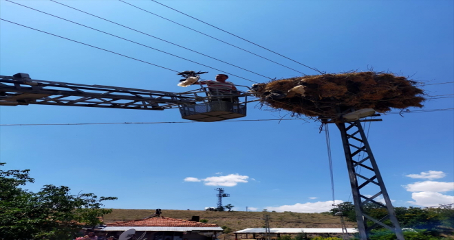 Çankırı'da elektrik tellerine takılan leylek yavrusu kurtarıldı