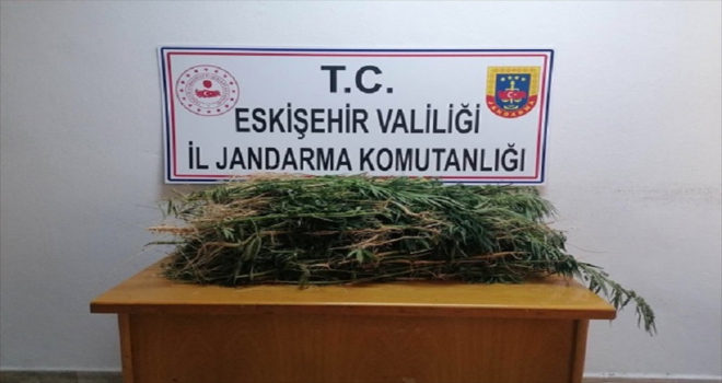 Eskişehir'de drone destekli uyuşturucu operasyonunda 2 bin kök Hint keneviri ele geçirildi