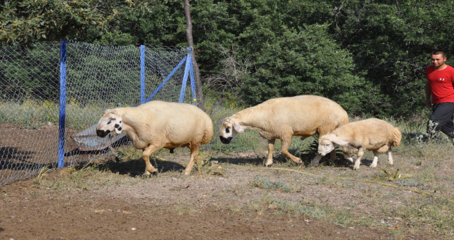 Yozgat'ta prematüre doğan 25 kilogramlık koç görenlerin dikkatini çekiyor