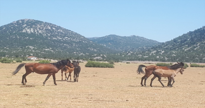 Antalya Eynif Ovası'ndaki yılkı atlarına yem ve saman bırakıldı