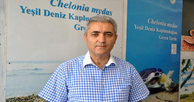 Caretta carettalara ev sahipliği yapan İztuzu Sahili'nde yuva sayısı 728'e ulaştı 