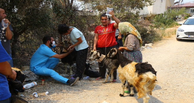 Gönüllü veterinerler yangından etkilenen hayvanlar için zamanla yarışıyor