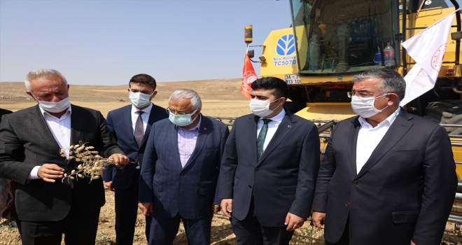 Gürün'de nohut hasadı yapıldı 