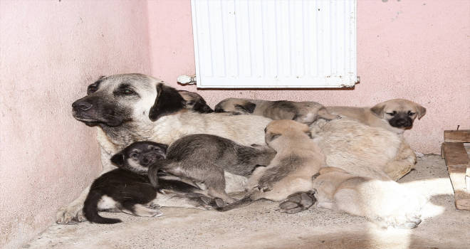 Kayseri Büyükşehir Belediyesi, eziyet edilen köpek ile yavrularını korumaya aldı