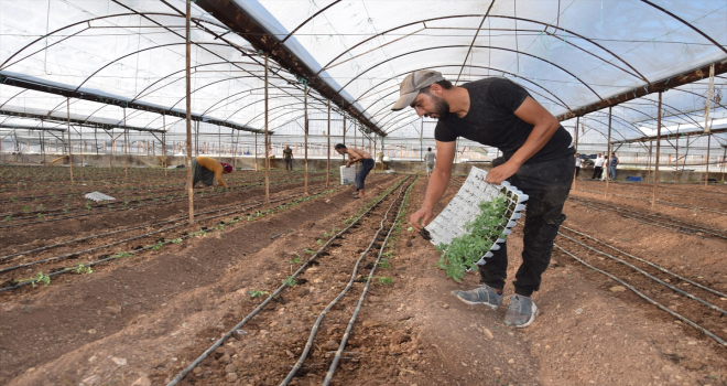 Kumluca'da örtü altı sera üretim sezonu başladı