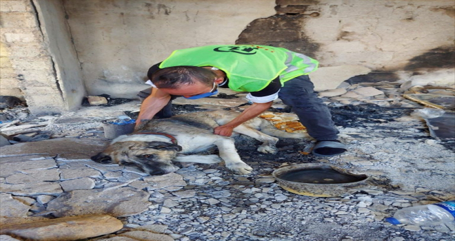 Manavgat'taki orman yangınından yaralı kurtulan 