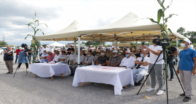 Sakarya'da geliştirilen yerli ve milli silajlık mısır 