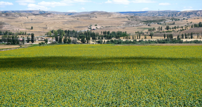 Sivas'ta ayçiçeği tarlaları sarı ve yeşil tonlarıyla görsel şölen sunuyor