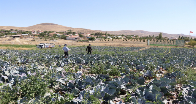 Türkiye'nin lahana üretim merkezlerinden Niğde'de verim ve kalite yüzleri güldürdü