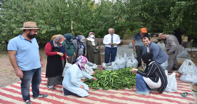Bahşılı'da bir üretici, kadın kooperatifine 500 kilogram salatalık hibe etti