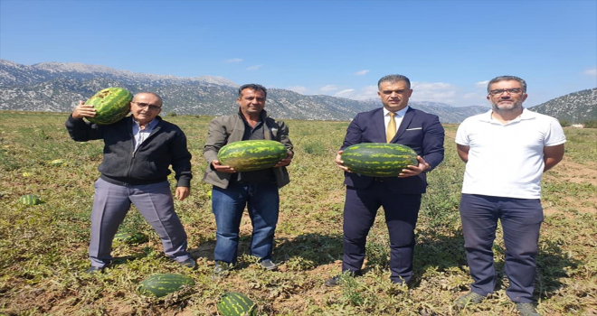 Derebucak Belediye Başkanı Kısa, ilçedeki karpuz ekili alanlarda incelemede bulundu