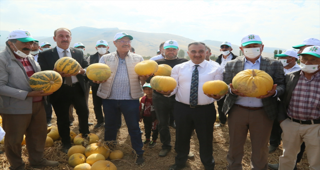 Develi'de sertifikalı tohumluk kabak çekirdeği hasat edildi