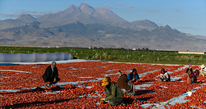 Erciyes Dağı'nın eteklerinde yetiştirilen domatesler kurutularak ihraç ediliyor