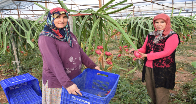 Kumluca'da tropikal meyve üretimi artıyor