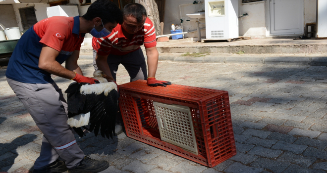Anneleri ölen leylek yavruları, bakımlarının ardından doğaya bırakıldı