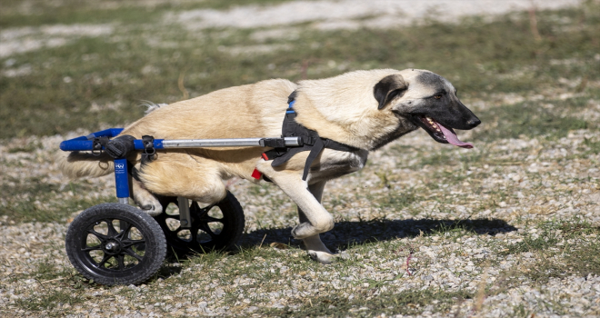 Hayvanseverlerin kurduğu dernek 170 köpeğin sıcak yuvası oldu