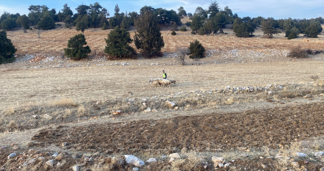 Karaman'da jandarma ekipleri kayıp koyunları drone yardımıyla buldu