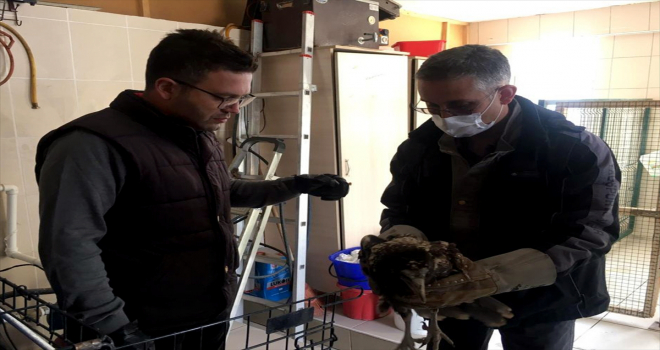 Kırşehir'de yaralı Mısır akbabası koruma altına alındı